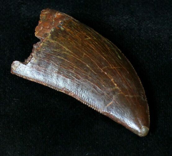 Carcharodontosaurus Tooth - Fine Serrations #18968